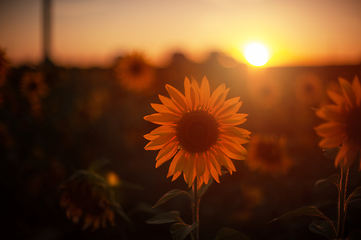 Image showing Sunflower at sunset