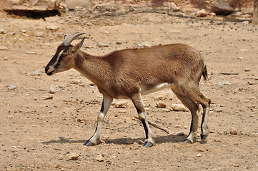 Image showing cretan wild goat