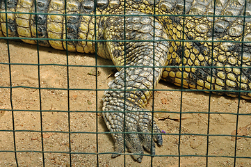 Image showing crocodile in captivity