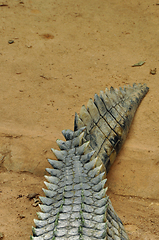 Image showing crocodile tail background