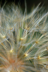 Image showing dandelion plant abstraction