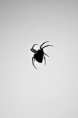 Image showing Spider Silhouette