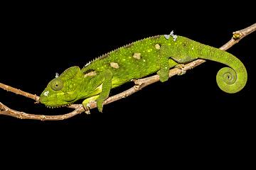 Image showing Oustalet's chameleon, Furcifer oustaleti, Ambalavao, Madagascar wildlife