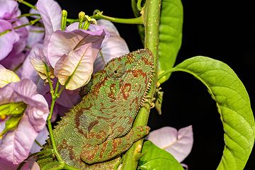 Image showing Oustalet's chameleon, Furcifer oustaleti, Ambalavao, Madagascar wildlife