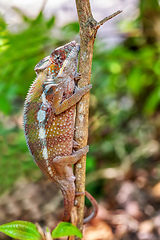 Image showing Panther chameleon, Furcifer pardalis, Reserve Peyrieras Madagascar Exotic, Madagascar wildlife