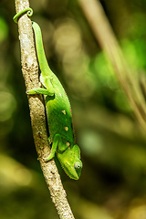 Image showing Warty chameleon spiny chameleon or crocodile chameleon (Furcifer verrucosus), Isalo National Park