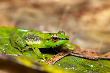 Image showing Guibemantis pulcher, Andasibe-Mantadia National Park, Madagascar wildlife