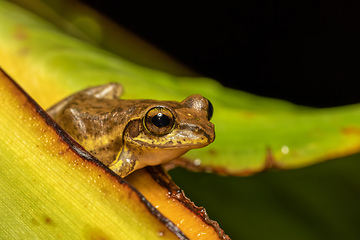 Image showing Boophis doulioti, frog from Tsingy de Bemaraha, Madagascar wildlife