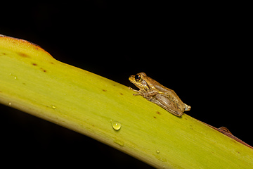 Image showing Boophis doulioti, frog from Tsingy de Bemaraha, Madagascar wildlife