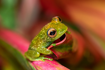 Image showing Elena's Treefrog, Boophis elenae, frog in Ranomafana National Park, Madagascar wildlife