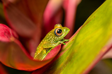 Image showing Elena's Treefrog, Boophis elenae, frog in Ranomafana National Park, Madagascar wildlife