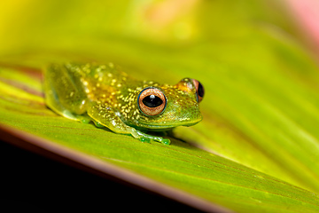 Image showing Elena's Treefrog, Boophis elenae, frog in Ranomafana National Park, Madagascar wildlife