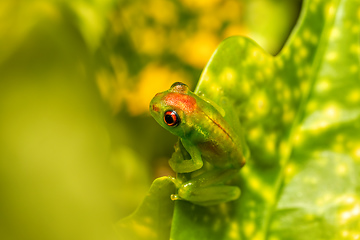 Image showing Boophis lilianae, frog from Ranomafana National Park, Madagascar wildlife