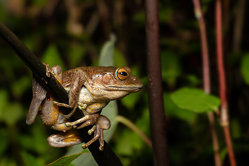 Image showing Madagascan Treefrog, Boophis madagascariensis, frog from Andasibe-Mantadia National Park, Madagascar wildlife