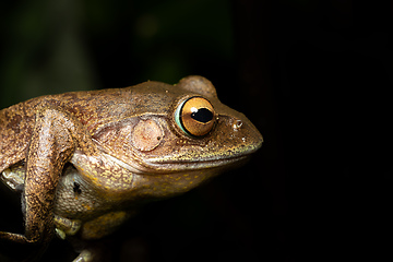 Image showing Madagascan Treefrog, Boophis madagascariensis, frog from Andasibe-Mantadia National Park, Madagascar wildlife