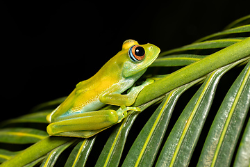 Image showing Boophis sibilans, frog from Ranomafana National Park, Madagascar wildlife