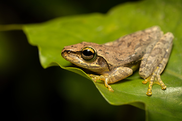 Image showing Boophis tephraeomystax, Ranomafana National Park, Madagascar wildlife