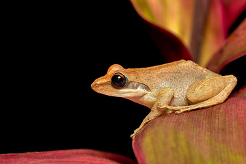 Image showing Boophis tephraeomystax, Ranomafana National Park, Madagascar wildlife