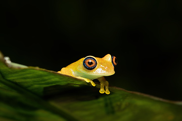 Image showing Green Bright-Eyed Frog, Boophis Viridis, Andasibe-Mantadia National Park, Madagascar wildlife