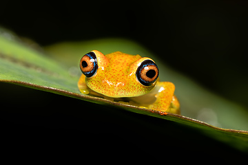 Image showing Green Bright-Eyed Frog, Boophis Viridis, Andasibe-Mantadia National Park, Madagascar wildlife