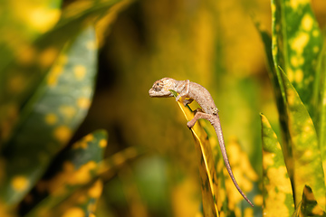 Image showing Short-nosed deceptive chameleon, Calumma fallax, juvenile, Ranomafana National Park, Madagascar wildlife