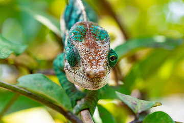 Image showing Globe-horned chameleon or flat-casqued chameleon, Calumma globifer, Male, Reserve Peyrieras Madagascar Exotic wildlife