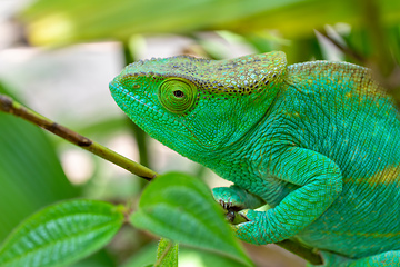 Image showing Parson's chameleon, Calumma parsonii, Peyrieras Madagascar Exotic, Madagascar wildlife