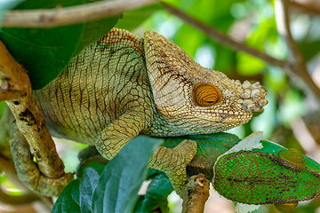 Image showing Parson's chameleon, Calumma parsonii, Peyrieras Madagascar Exotic, Madagascar wildlife