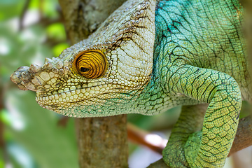 Image showing Parson's chameleon, Calumma parsonii, Peyrieras Madagascar Exotic, Madagascar wildlife