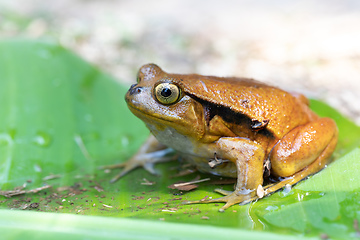 Image showing False Tomato Frog, Dyscophus Guineti, Madagascar wildlife