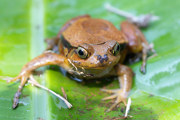 Image showing False Tomato Frog, Dyscophus Guineti, Madagascar wildlife