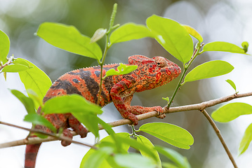 Image showing Furcifer nicosiai, Tsingy de Bemaraha, Madagascar wildlife