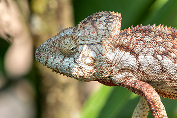 Image showing Oustalet's chameleon, Furcifer oustaleti, Reserve Peyrieras Madagascar Exotic, Madagascar wildlife