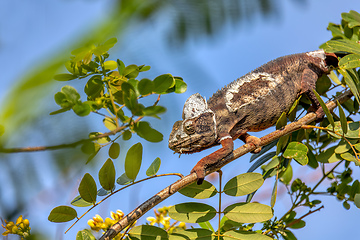 Image showing Oustalet's chameleon, Furcifer oustaleti, Reserve Peyrieras Madagascar Exotic, Madagascar wildlife