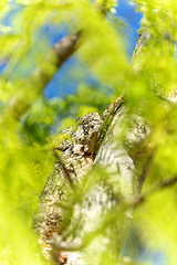 Image showing Oustalet's chameleon, Furcifer oustaleti, Reserve Peyrieras Madagascar Exotic, Madagascar wildlife