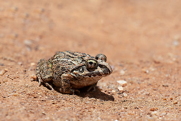 Image showing Laliostoma labrosum, Ambalavao, Andringitra National Park, Madagascar wildlife