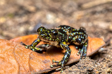 Image showing Mantidactylus lugubris, Ranomafana National Park, Madagascar wildlife