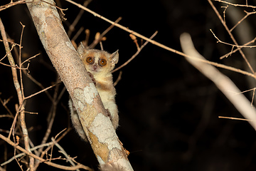 Image showing Madame Berthe's mouse lemur, Microcebus berthae, Madagascar wildlife animal