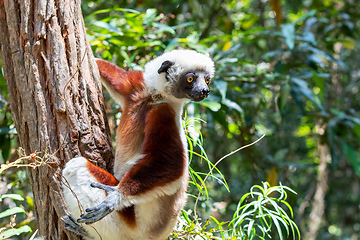 Image showing Coquerel's sifaka lemur, Propithecus coquereli, Madagascar wildl