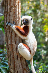 Image showing Coquerel's sifaka lemur, Propithecus coquereli, Madagascar wildl