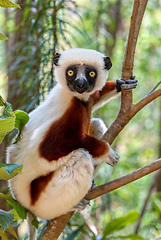 Image showing Coquerel's sifaka lemur, Propithecus coquereli, Madagascar wildl