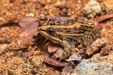 Image showing Mascarene grass frog, Ptychadena mascareniensis, Tsingy de Bemaraha, Madagascar wildlife