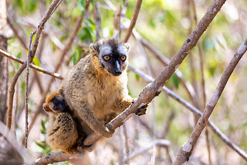 Image showing Red-Fronted Lemur, Eulemur Rufifrons, Madagascar wildlife animal.