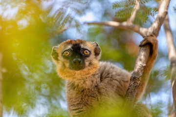 Image showing Red-Fronted Lemur, Eulemur Rufifrons, Madagascar wildlife animal.