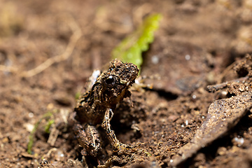 Image showing Anodonthyla emilei, Ranomafana National Park, Madagascar wildlife