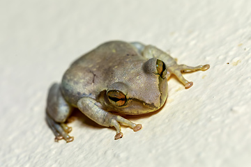 Image showing Boophis doulioti, frog from Tsingy de Bemaraha, Madagascar wildlife