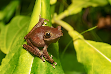 Image showing Madagascan Treefrog, Boophis madagascariensis, frog in Ranomafana national park, Madagascar wildlife