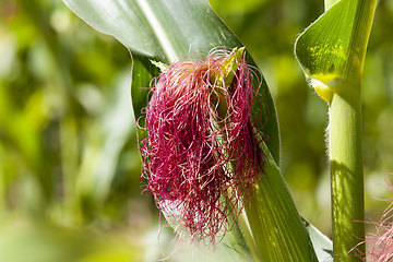 Image showing agricultural field with a crop