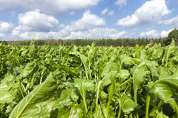 Image showing agricultural field where beets are grown