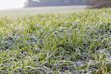 Image showing winter weather in an agricultural field